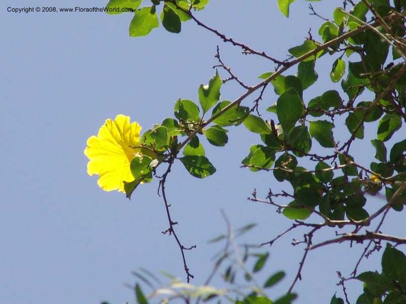 Cordia mairei, Z.Rogers865--Madag. Prov. Toleara. Ifaty, Village Tortues. 15 Jan 06. 083.jpg
