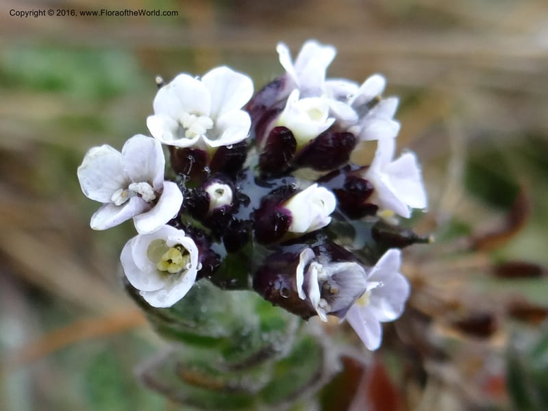 Draba, Ulloa, C 2421--Ecuador. Pichincha. Nevado Cayambe. 6 Oct 2012. DSC07236 (182).JPG