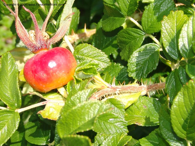 Rosa rugosa--CA. Quarryhill Bot. Garden, Glen Ellen. 1 Jun 07. 073.jpg