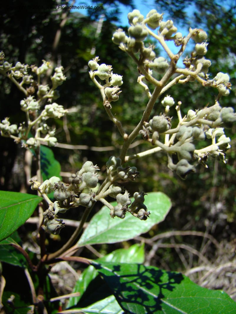 Argophyllum, JMunzinger4653--N.Caled. Dumbea Dam in Dumbea Riv, S of Noumea. 11 Nov 07. 085.jpg