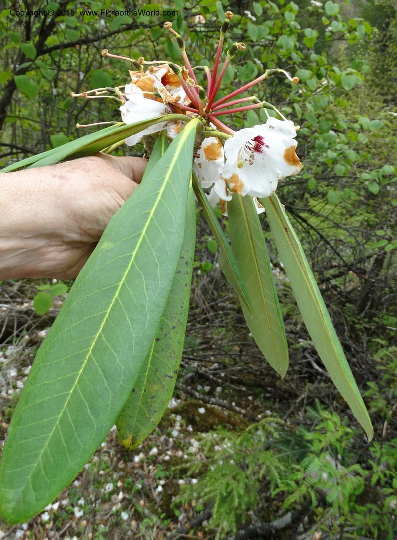 Rhododendron, Boufford, D 43641--China. Sichuan. XiaYingShan to XiangZhai. 10 May 2014. DSC05109 (235).JPG