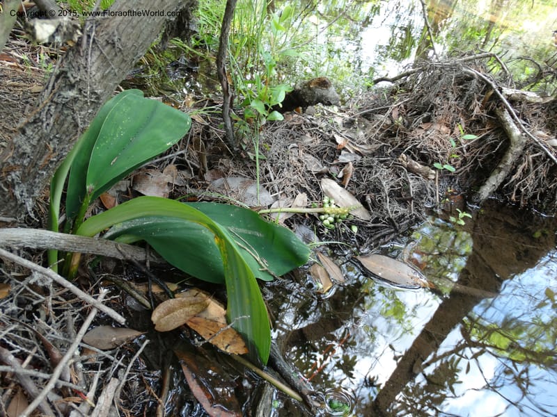 Orontium aquaticum, Davidson, C 13063--South Carolina. Lexington Co. Shellys Pond. 20 May 2015. DSC06625 (101).JPG