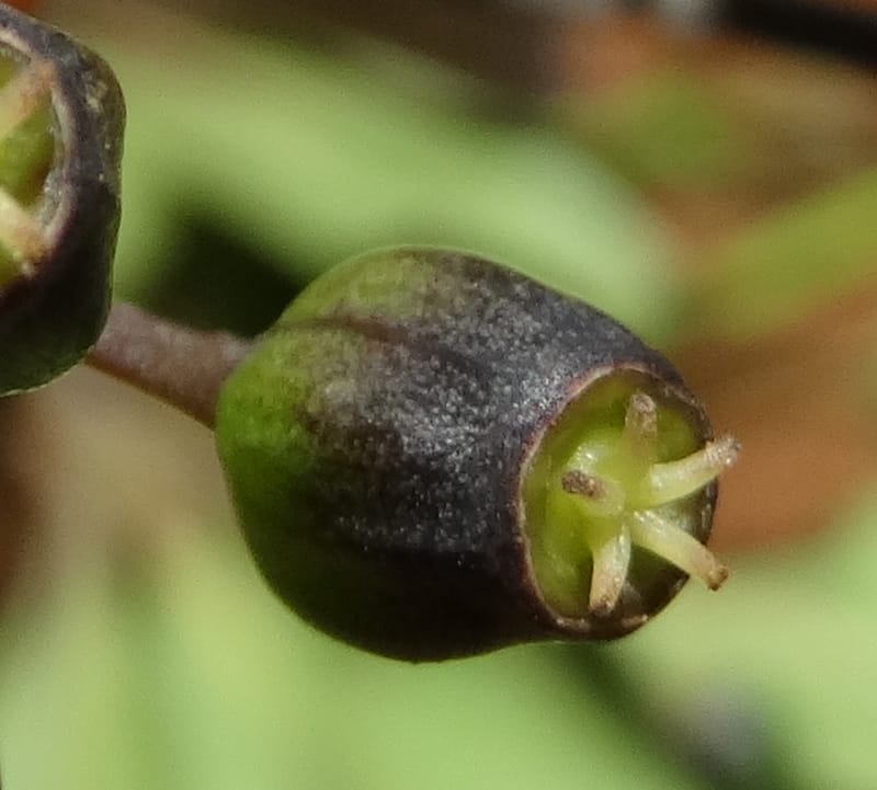 Plerandra polydactylis, Lowry, P 7420--New Caledonia. PinPin. 20 Nov 2015. DSC03938 (397).JPG
