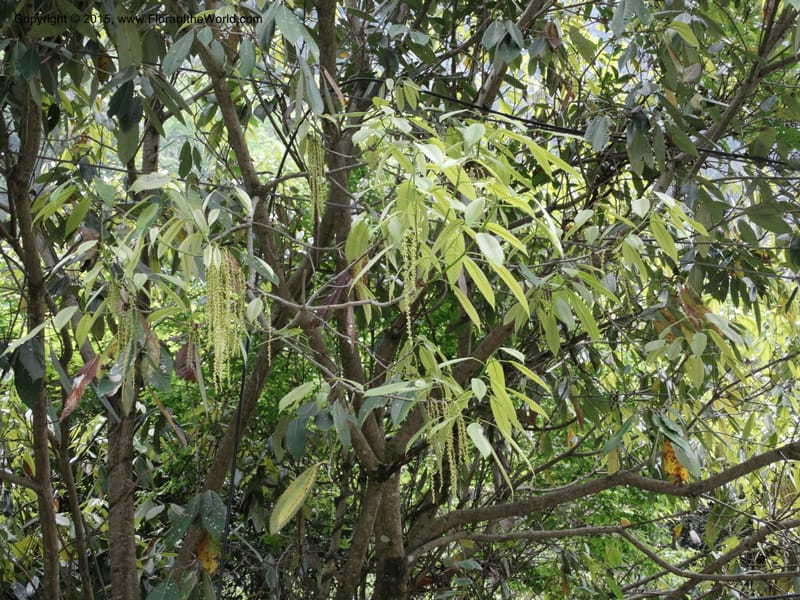 Quercus, Boufford, D 43691--China. Sichuan. LongDongZhen on Rd. to LeiYuan Shan. 13 May 2014. DSC05860 (116).JPG