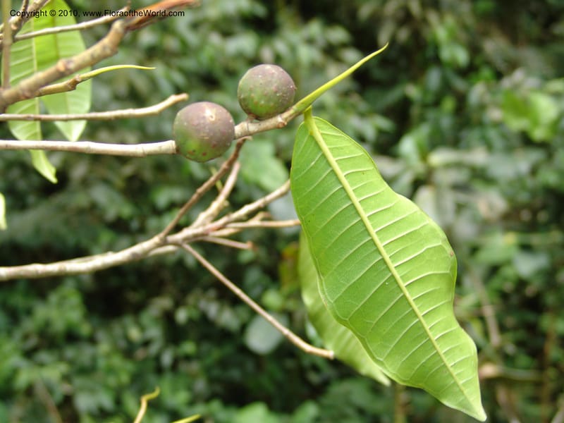 Ficus, Croat 95844--Ecuador. Maquipucuna Biol. Res. Send. del Rio. 13 Mar 06. 375 (1).jpg