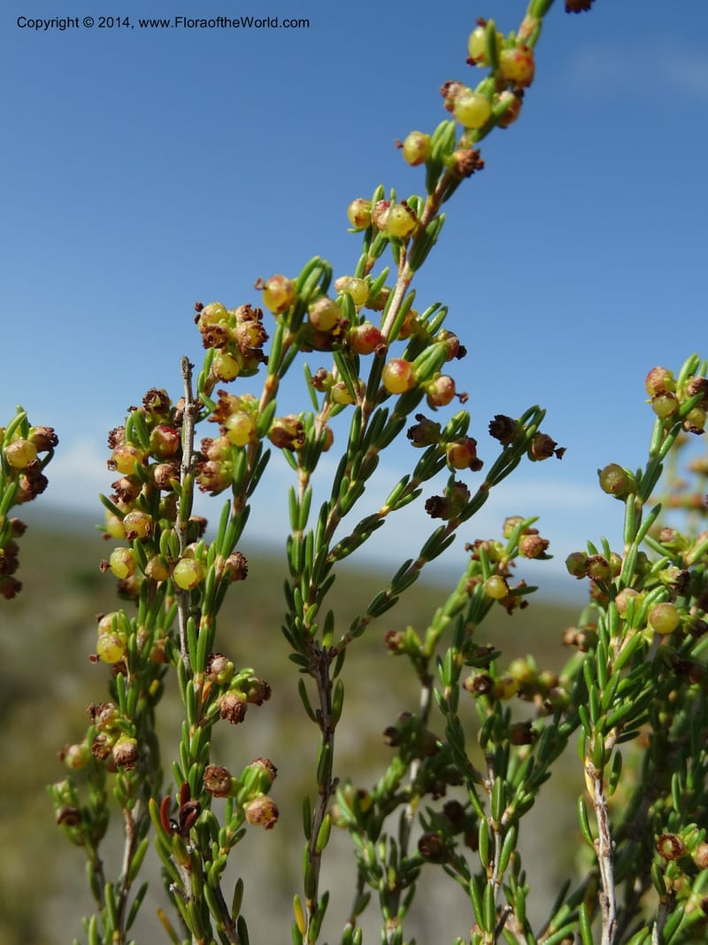 Erica, Davidson, C 12302B--South Africa. Western Cape. De Hoop Nature Res. 22 Jan 2014. DSC01681 (121).JPG