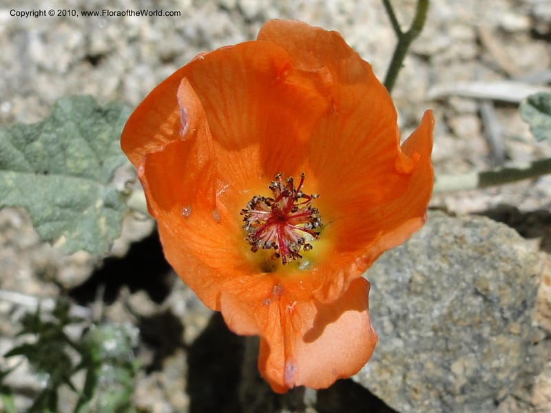 Sphaeralcea ambigua var. rosacea, C. Davidson 11661--California. Riverside Co. 1 April 2010. 234 (4).jpg