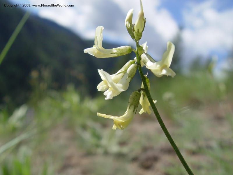 Astragalus canadensis--ID. Idaho Co. Salmon R. Polly Bemis Ranch. 9 May 04. 179.jpg