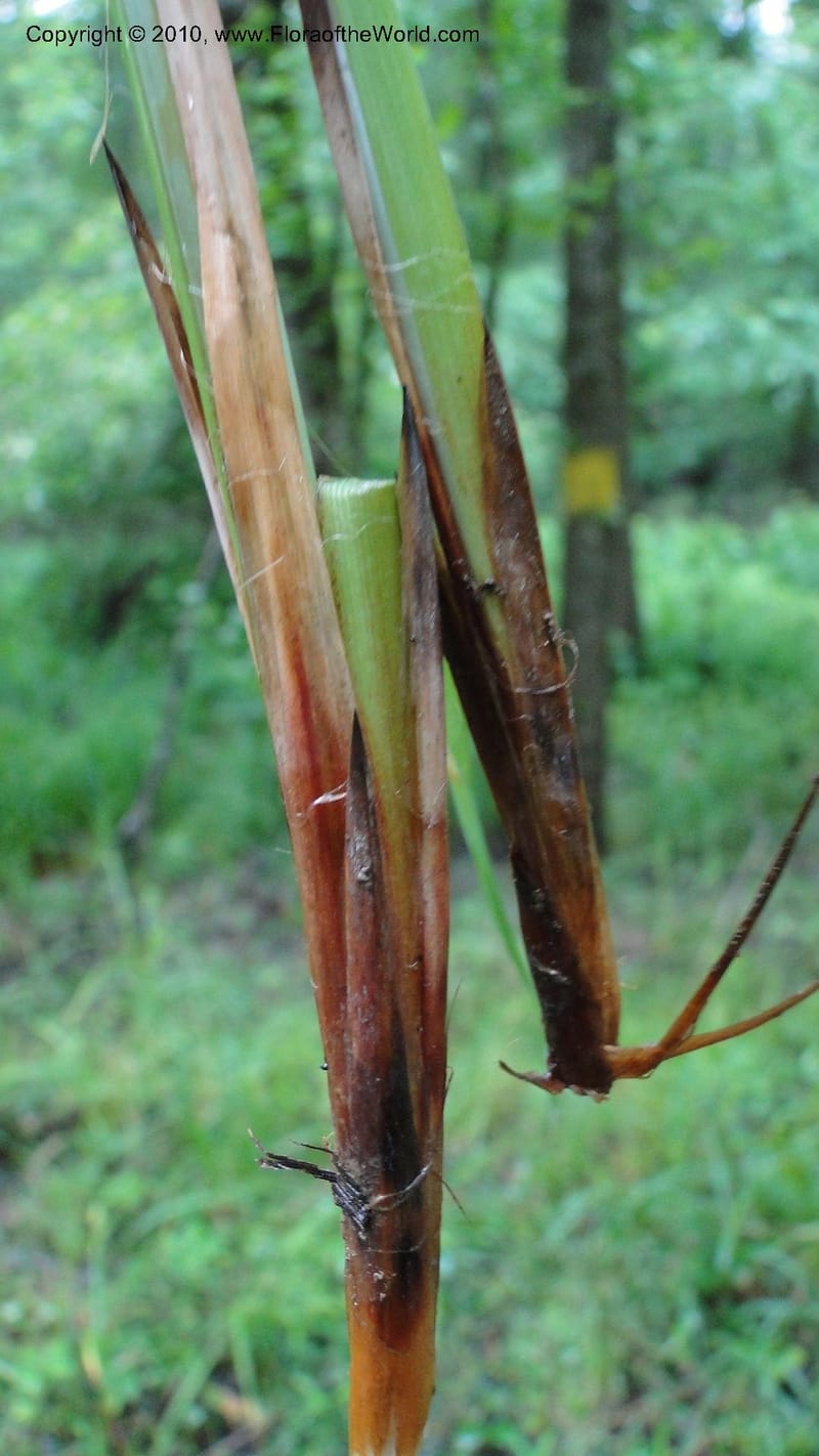Carex, Mori 27442--North Carolina. Wake Co. Falls Lake. 25 May 2010. 078 (50).jpg