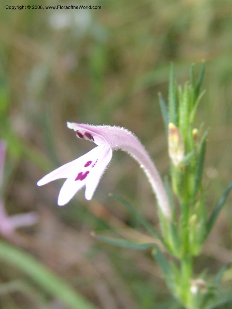 Siphonoglossa linifolia--So.Africa. Mpumal. Moodie Mts.  18 Mch 05. 070.jpg
