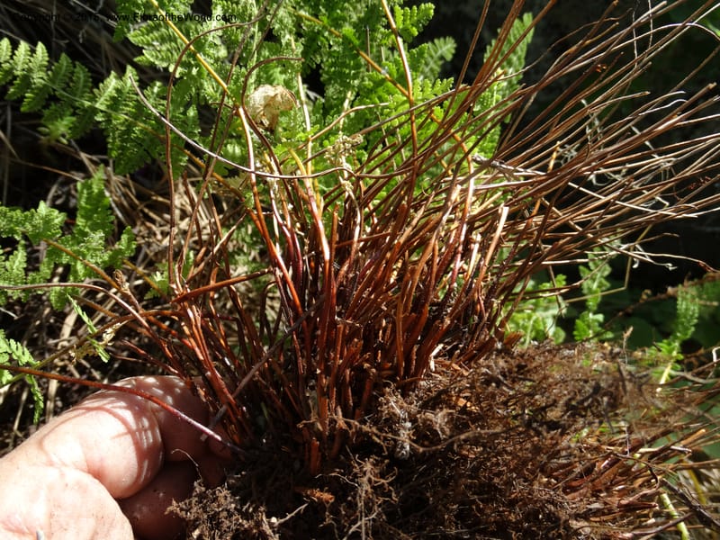 Woodsia scopulina, Davidson, C 12843--Idaho. Valley County. Sylvan Beach. 15 Jun 2015.  (45).JPG
