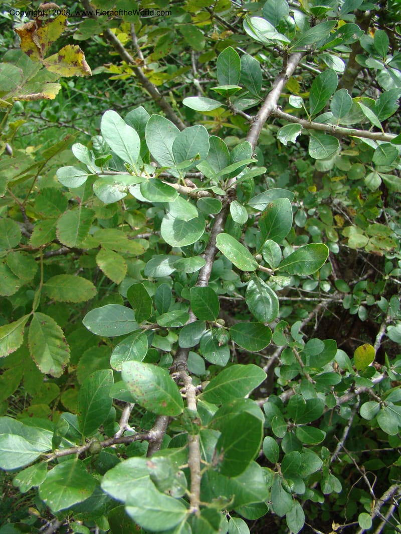 Bursera ariensis, NMartinezM2414--MX. Chiapas. Jiquipilas. Cerro el Campanario. 14 Sep 08. 106.jpg