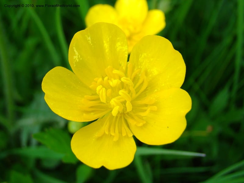 Ranunculus, C. Davidson 11201--Slovenia, Notranjska Region, Meadow near Planina and Unica River, 16 May 2008. 049 (2).jpg
