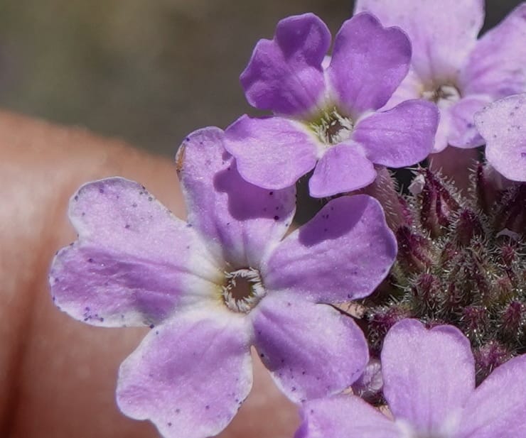 Glandularia gooddingii, C. Davidson 13980--AZ. Pima Co. Mt. Lemmon. Molino View Parking. 8 Apr 2019. DSC (202).JPG
