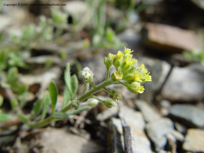 Alyssum granatense--Spain. Granada Prov. Jct. Albondon-Albunol on C333. 15 Apr 04. 011.jpg