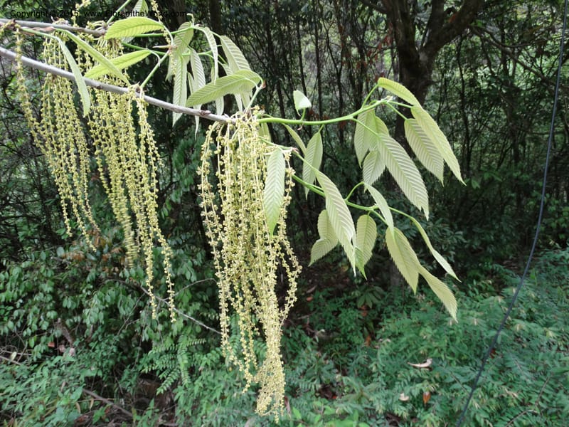 Quercus, Boufford, D 43691--China. Sichuan. LongDongZhen on Rd. to LeiYuan Shan. 13 May 2014. DSC05860 (124).JPG
