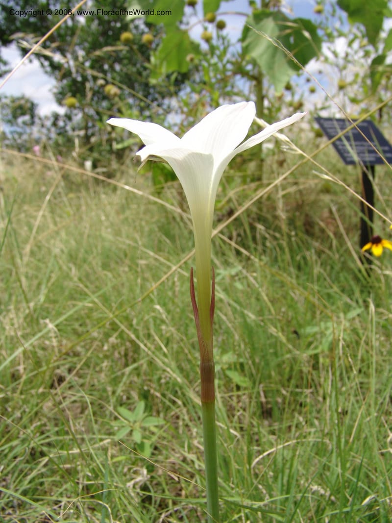 Cooperia pedunculata--TX. Johnson Wildflower Center. 13  Jun 04. 006.jpg
