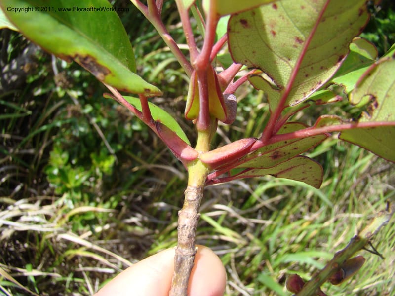 Geissois montana,  Munzinger, J 4773--New Caledonia, Prov N, Col d'Amoss,  14 Nov 2007, 051 (24).jpg