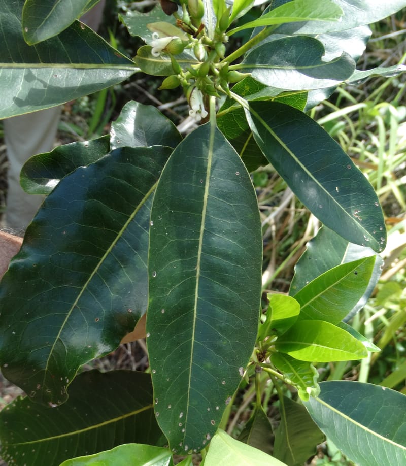 Pittosporum, Lowry, P 7341--Fiji. Vesidrua Vill. 5 Nov 2015. DSC09215 (109).JPG