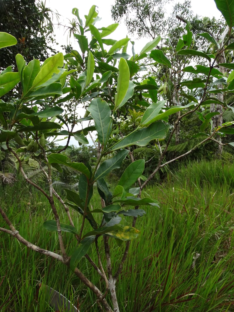 Neuburgia, Lowry, P 7330--Fiji. Delaikoro Mtn. 3 Nov 2015. DSC08393 (417).JPG