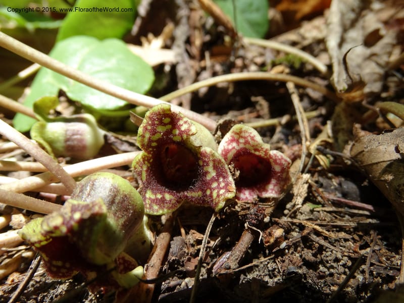 Asarum minus, Davidson, C 13010--Tennessee. Greene Co. Paint Rock, Paint Cr. 15 May 2016 (22).JPG