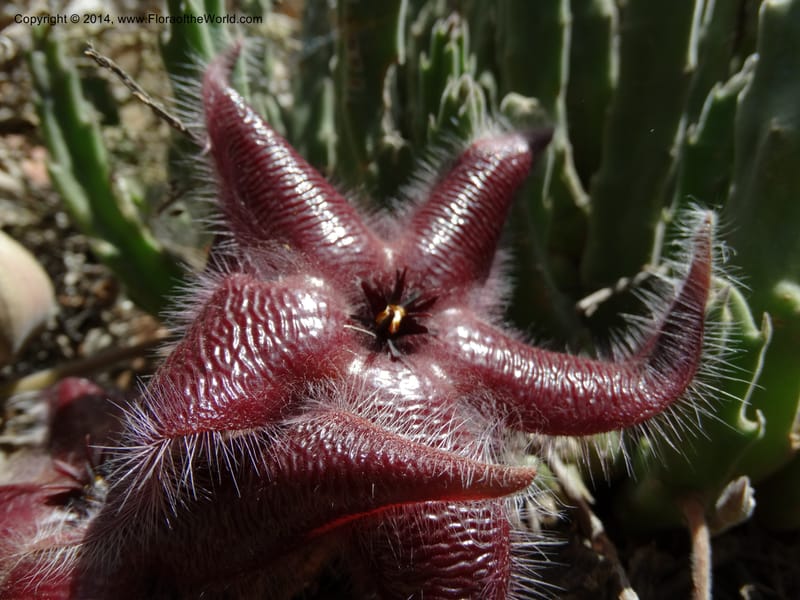 Stapelia hirsuta, Davidson, C 12254--South Africa. Western Cape. Swartberg Pass Rd. 19 Jan 2014. DSC00537 (22).JPG