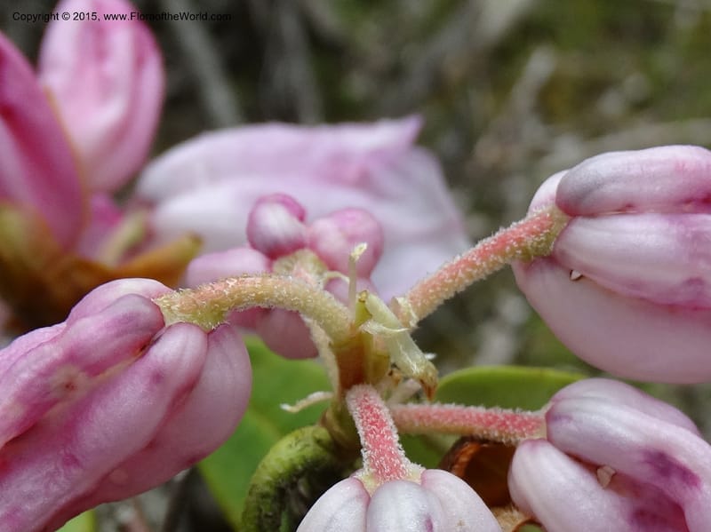 Rhododendron, Boufford, D 43643--China. Sichuan. XiaYingShan to XiangZhai. 10 May 2014. DSC05109 (185).JPG