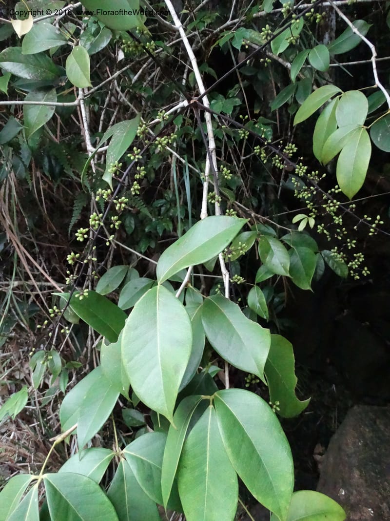 Schefflera, Davidson, C 12648--Sabah. G. Silam. 1 Oct 2014. DSC00937 (133).JPG