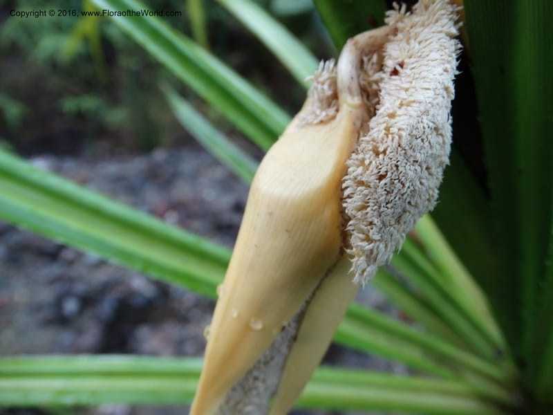Pandanus borneensis, Callmander, M 1185--Sabah. G. Silam. 1 Oct 2014. DSC00937 (154).JPG