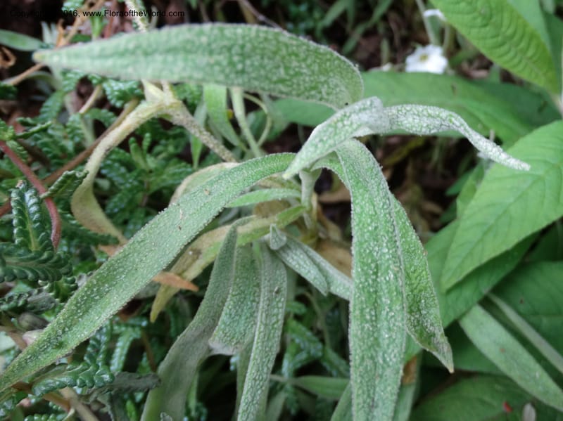 Cerastium, Ulloa, C 2477--Ecuador. Mojanda. 22 Apr 2015. DSC02267 (74).JPG