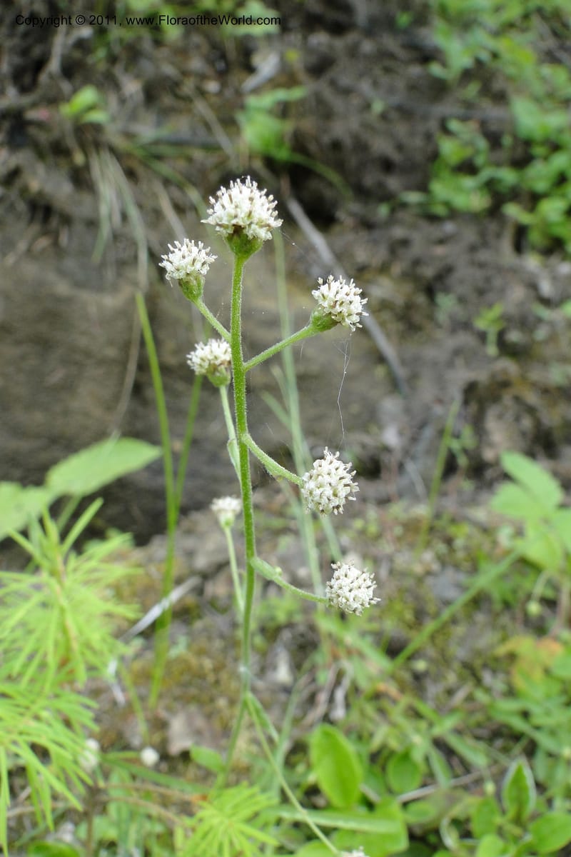 Antennaria racemosa, Davidson, C 11890--Idaho. Adams Co. Fish Lake Rd. 10 July 2011. 179 (1).jpg