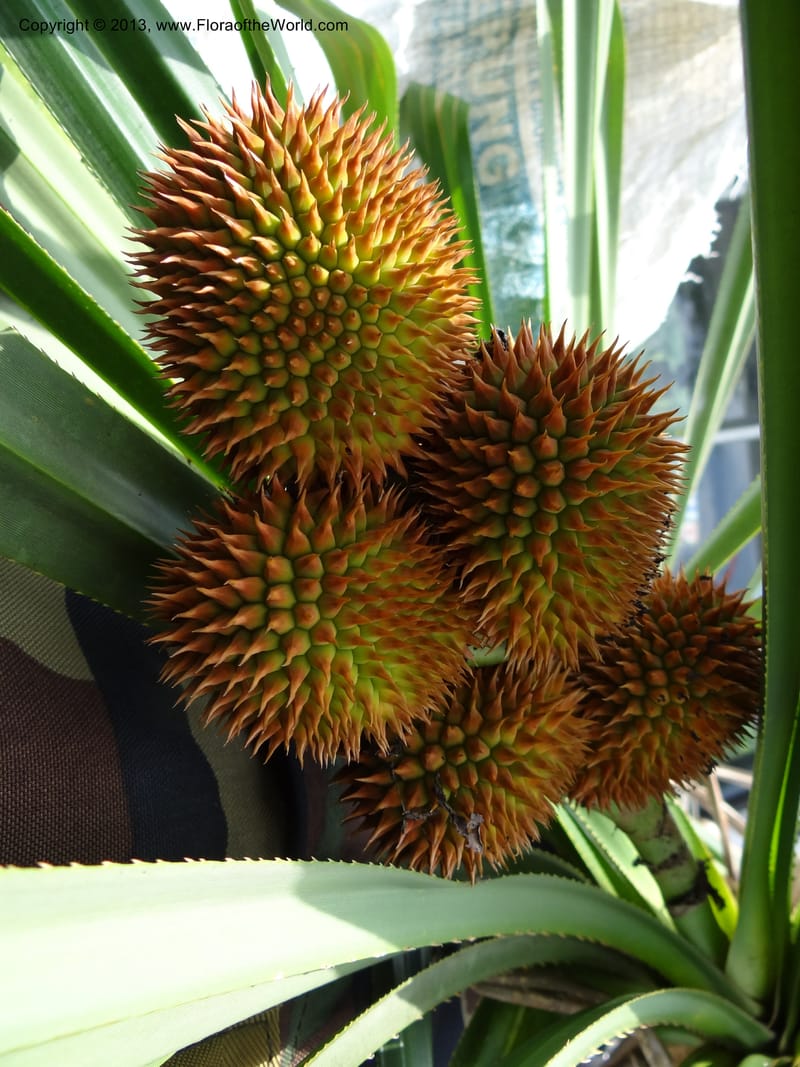 Cluster of spiky syncarps amidst toothed leaves
