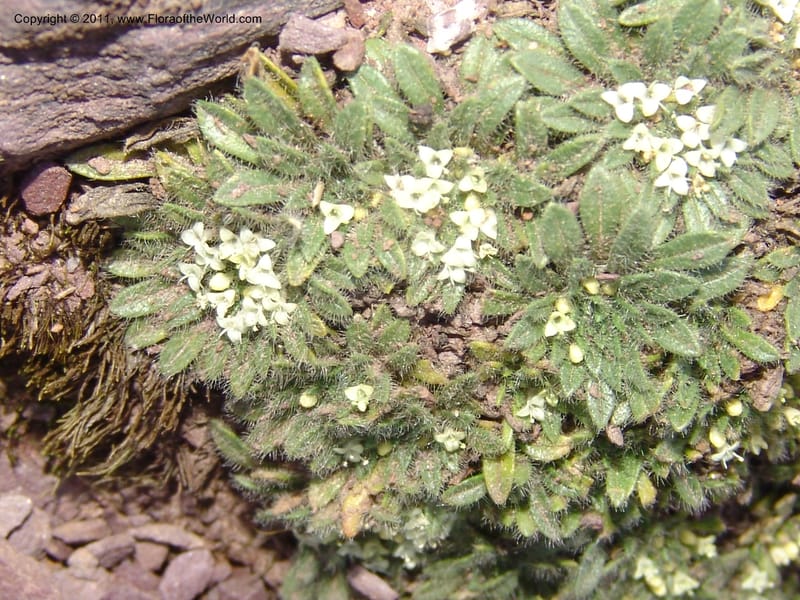 Valeriana, R. Vasquez 33191--Peru. Cusco. Calca. Abra de Chayna Puerto. 3 Nov 07. 184 (13).jpg