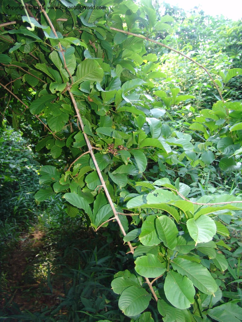 Combretum, R. Gereau 6807--Tanz. Ulanga. Mzelezi For. Res. Mbangayao Sch. 11 Feb 06. 145 (10).jpg