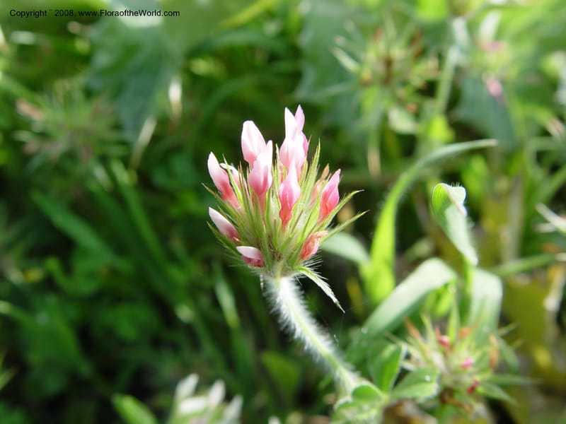 Trifolium stellatum--Spain. Andalucia. E of Orgiva. Barranco de los Lobos. 14 Apr 04. 001.jpg