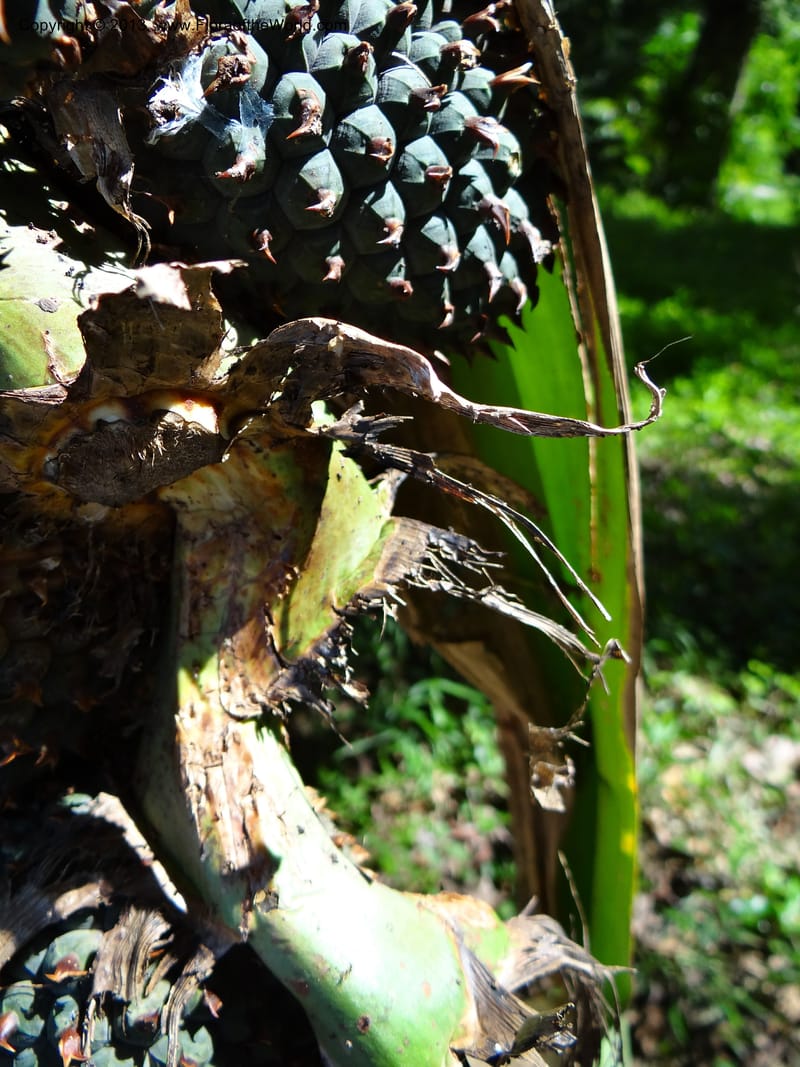 Pandanus unicornutus, Callmander 1050--Thailand. Ranong Prov. Klong Naka Wildlife Sanctuary. 14 Nov 2012. DSC09055 (239).JPG