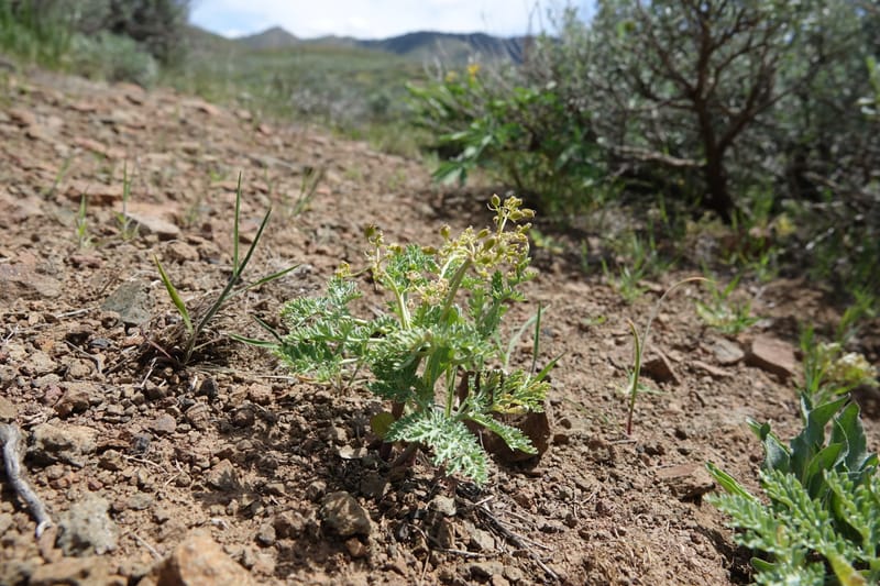 Cymopterus glaucus, C. Davidson 13559--ID. Blaine Co. Rock Creek Preserve. TNC. 14 May 2017. DSC00477 (29).JPG