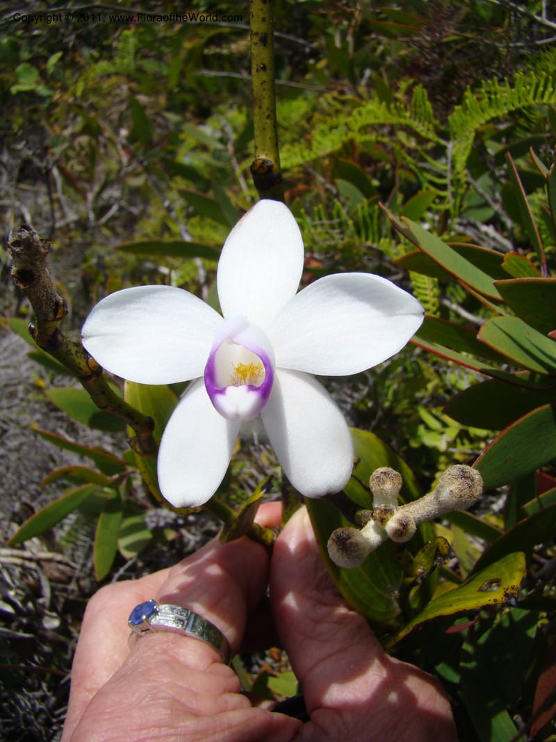 Eriaxis rigida,  Munzinger, J 4772--New Caledonia, Prov N, Col d'Amoss,  14 Nov 2007, 185 (16).jpg