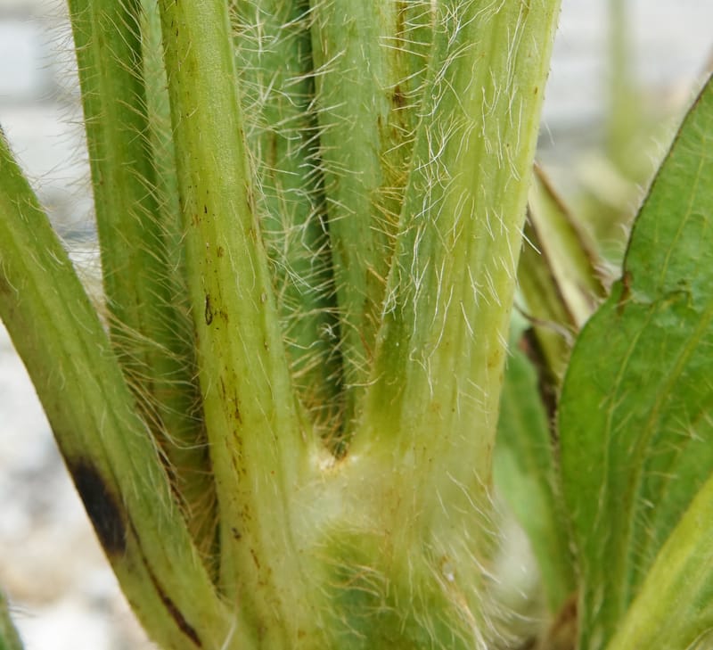 Meconopsis integrifolia subsp. integrifolia, D. Boufford 44063--China. Sichuan. Zhe Duo Shan. 17 Aug 2017. DSC06717 (400).JPG