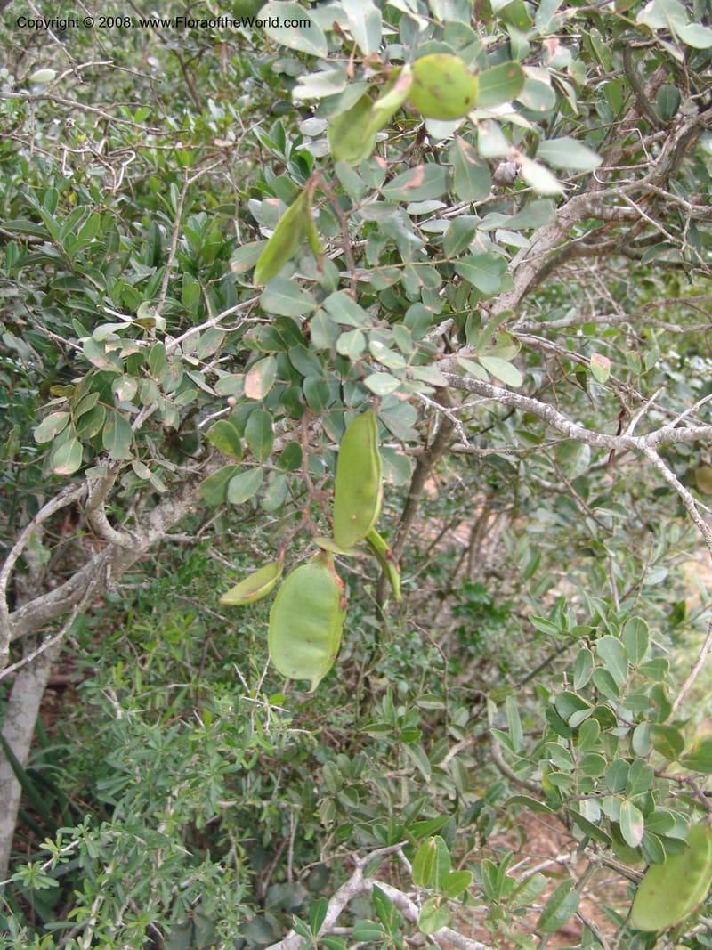 Schotia latifolia--So.Africa. E. Cape. Uitenhage Nat. Res. 6 Mch 05. 188.jpg