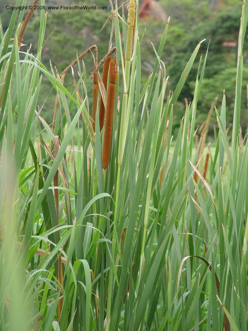 Typha capensis--So. Africa. Durban. Zimbali Golf Estates. 3 Oct 03. 006.jpg