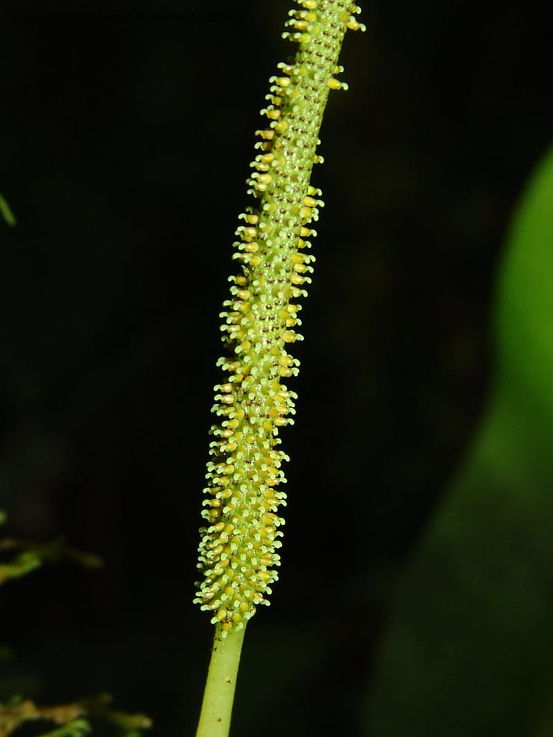 Peperomia, Croat 95716--Ecuador. Maquipucuna Biol. Res. Send. Princip. 11 Mar 06. 107 (2).jpg