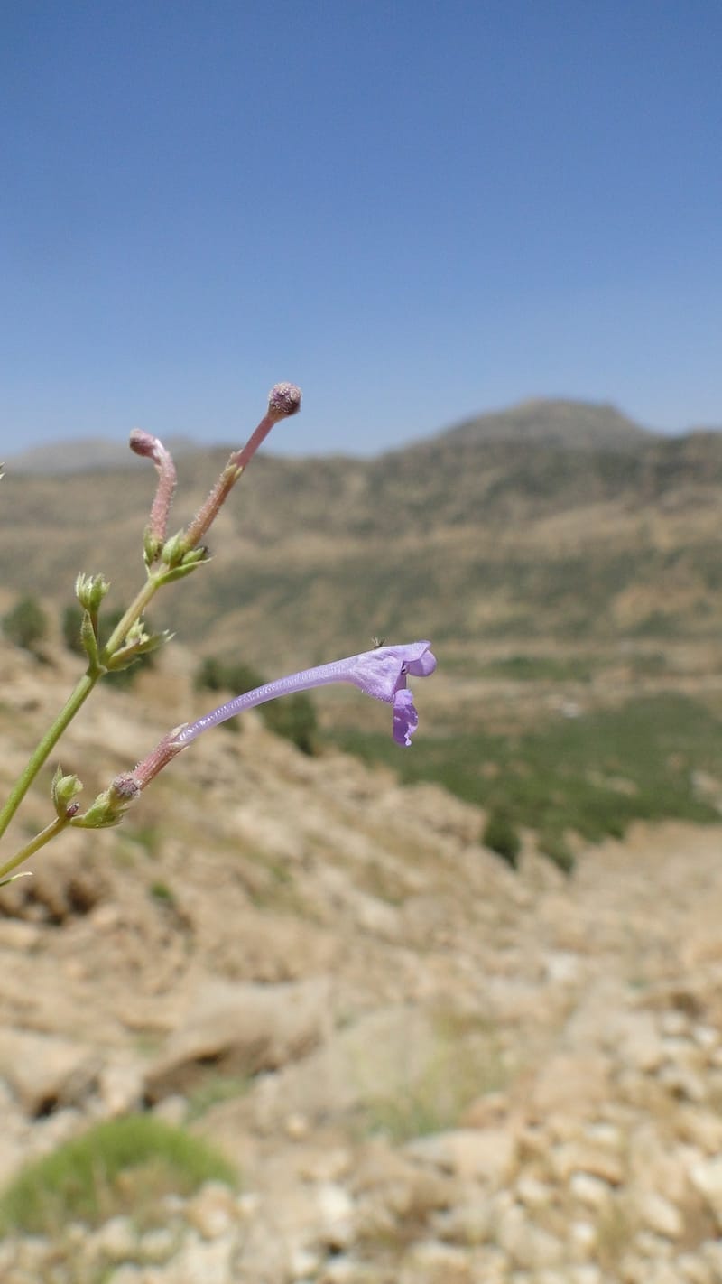 Nepeta, A. G. Miller 133.10--Iraq. Kurdistan. Shakh-i Pira Magun. Gueza Khan. 11 June 2010. 122 (4).jpg