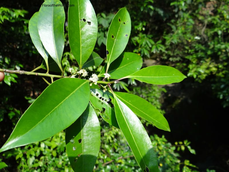 Ilex--China. Zhejiang Prov. Shunxi Village. 28 May 2012. DSC00347 (347).JPG
