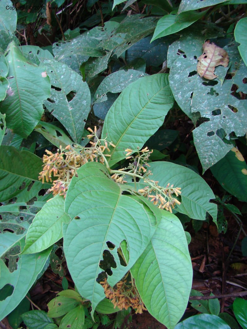 Neea amplifolia, B. Hammel 24697--Costa Rica. Prov. Limon. Selva Bananito Lodge. 13 Apr 08. 049 (1).jpg