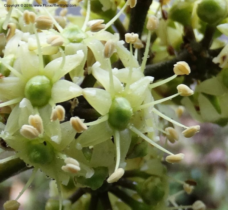 Schefflera, Davidson, C 12649--Sabah. G. Silam. 1 Oct 2014. DSC00937 (143).JPG