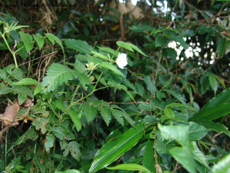 Rubus rosifolius, R.Gereua6887--Tanz. Ulanga Dist. Nawenge For. Res. W of Mahenge. 19 Feb 06. 138.jpg
