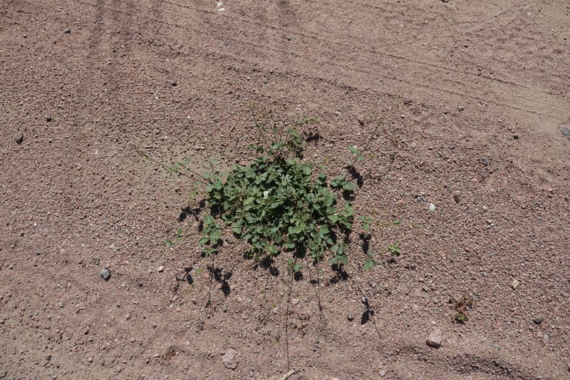 Boerhavia diffusa var. leiocarpa, Fortunato 13150--Argentina. S. of San Augustin. Las Bretes. 8 Feb 2018. DSC09370 (238).JPG