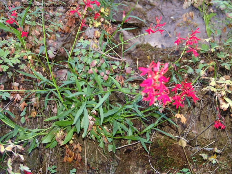 Lobelia cardinalis--AZ CoconinoCo. Oak Cr.Canyon. W.ForkTrail 108. 4 Sep 04. 022.jpg