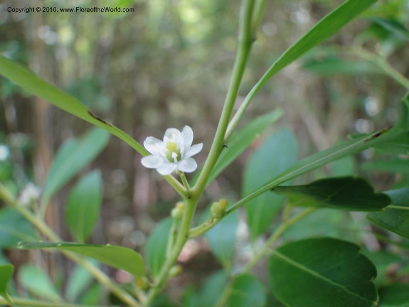 Ilex glabra, Mori, S 27396, USA, North Carolina, Johnson Co., Hwy 50, 3 km SE of Benson, 21 May 2010 (19).JPG